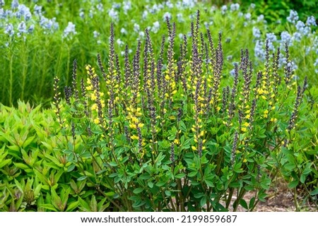 Yellow and purple flowers of a False Indigo plant blooming in a fresh spring garden
