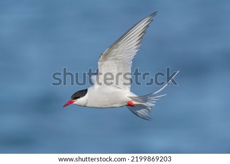 Arctic tern - Sterna paradisaea - with spread wings in flight on blue sky background. Photo from Ekkeroy, Varanger Penisula in Norway. The Arctic tern is famous for its migration. Royalty-Free Stock Photo #2199869203