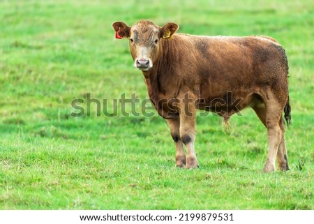 Close up of a young brown male calf or bullock facing front in green field.  Clean background with space for copy.  North Yorkshire, UK. Horizontal. Royalty-Free Stock Photo #2199879531