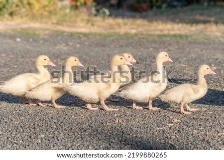 Duck chicks family walking together on farm. Aubrac, France. Royalty-Free Stock Photo #2199880265