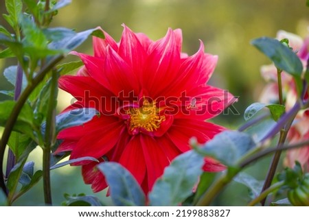 One beautiful red pink dahlia flower bud grows blooming in the botanical garden in the summer, in the fall on green background. Autumn flowers growing care. Floral wallpaper. Floriculture, gardening. 