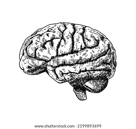 Human brain. Vector hand drawn sketch illustration. Old hand drawn engraving imitation. Brain illustration