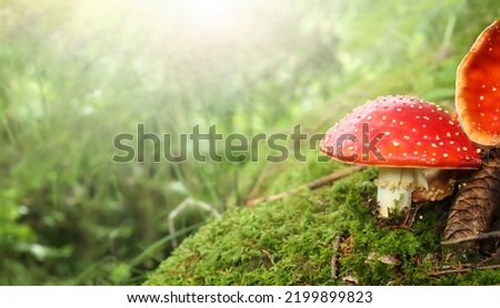 Red fly agaric mushroom on moos with defocused foliage. Understory forest scenery a fly amanita and sunrays. Mushrooms harvest fungi concept or Fall landscape. Selective focus. Copy space.