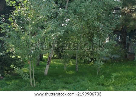 Backyard forest of quaking aspen trees and overgrown grass Royalty-Free Stock Photo #2199906703