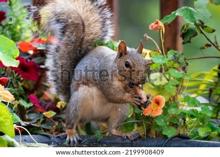 A Gray Squirrel arrives at the garden bird bath                               