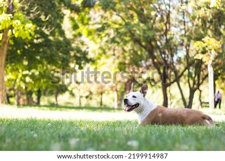 A happy dog with floppy ears looking away and smiling