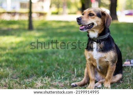 Small cute mixed breed dog Royalty-Free Stock Photo #2199914995