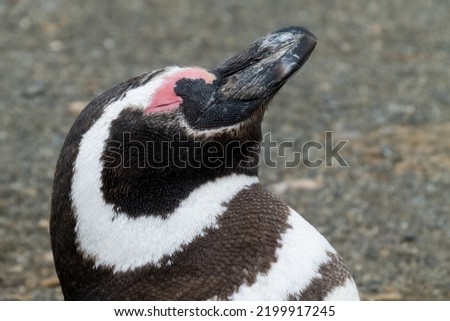 close-up photo of a Patagonian penguin with its eyes closed resting, its head in focus, scientific name Spheniscus magellanicus, known as a Magellanic penguin, family Spheniscidae, species S. magellan