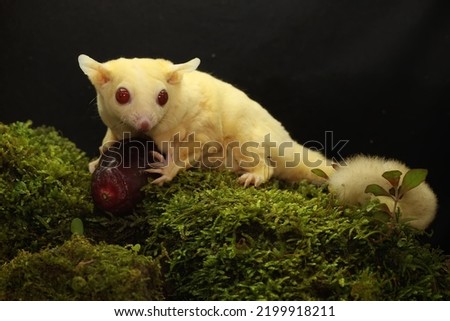 A young albino sugar glider is preying on a cricket on a rock overgrown with moss. This mammal has the scientific name Petaurus breviceps.