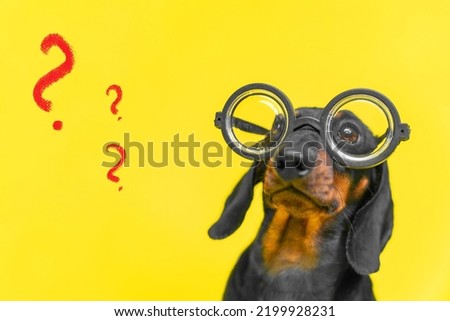 Portrait of adorable dachshund puppy wearing glasses with round thick lenses, who is sitting with puzzled face on yellow background with painted question marks, front view Royalty-Free Stock Photo #2199928231