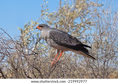 Southern Pale Chanting Goshawk (Melierax canorus) perched on a bush against a blurred natural background, Kalahari Desert, South Africa