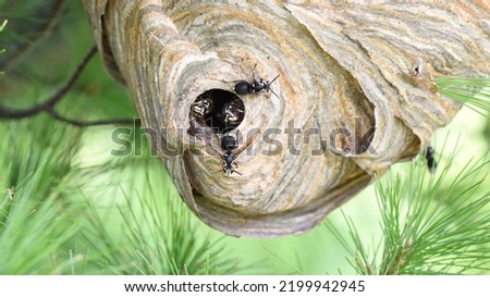 Bald-faced hornets emerging from their nest Royalty-Free Stock Photo #2199942945