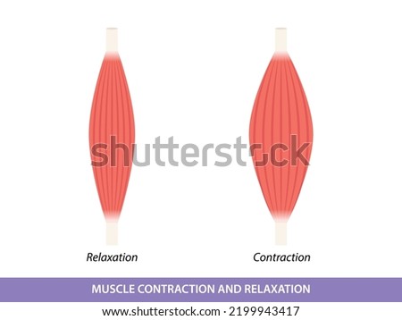 Muscle Contraction and Relaxation illustration Royalty-Free Stock Photo #2199943417
