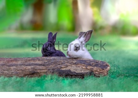 Two white and black rabbits peeking out from a fallen tree in grassland. nature,small animals,pets,healing,relaxing images