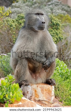 Large male chacma baboon (Papio ursinus) sitting in natural habitat, South Africa
