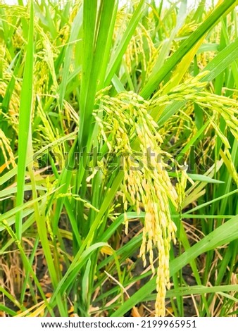 Rice field. Closeup of yellow paddy rice field in autumn. Royalty high-quality free stock image of beautiful close up of organic rice fields or paddy field prepare the harvest
