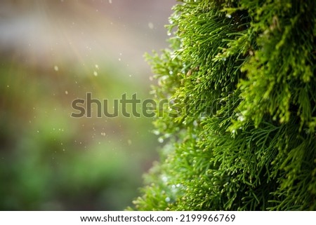 Coniferous tree branches - natural background