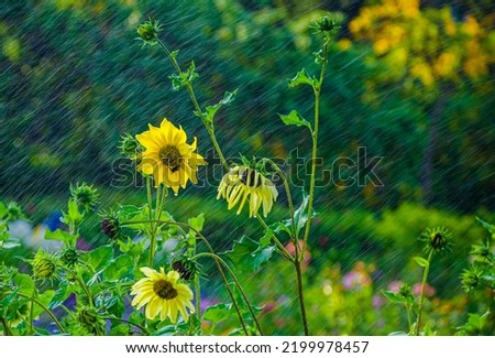 Young sunflowers under the summer warm rain.