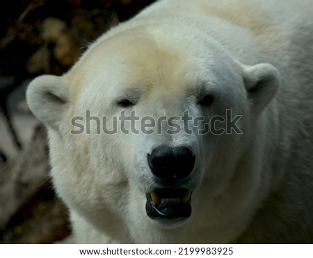 Polar bear. The world of animals.