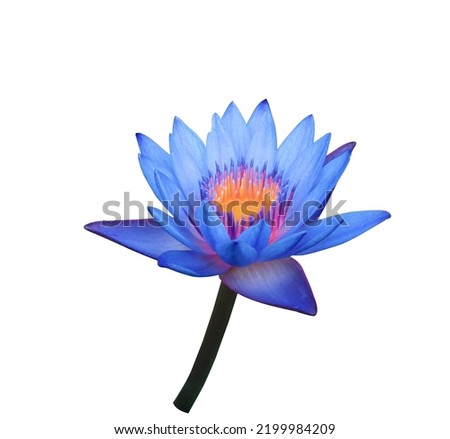 Water lily or Lotus or Nymphaea flowers. Close up blue-purple lotus flower on stalk isolated on white background. The side of exotic blue-purple waterlily branch. Royalty-Free Stock Photo #2199984209