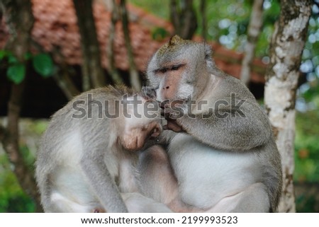 monkey mother removing lice from baby in temple in bali, indonesia.
