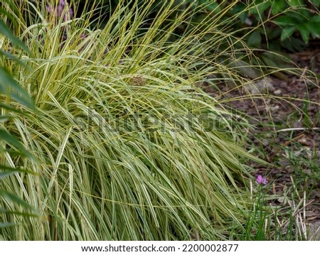 Molinia blue ( lat. Molinia caerulea ) or kneeless ; or blue grass