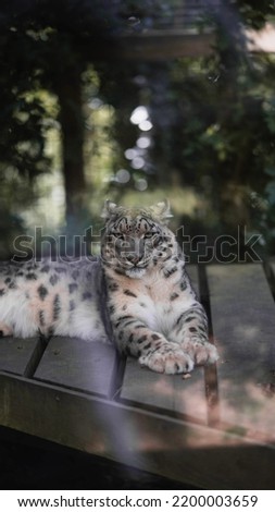 Animals including the rare Snow Leopard!