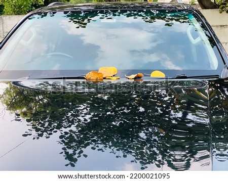 Yellow leaves on front screen of car. Reflections of tree and sky are also visible on screen and bonnet of vehicle.