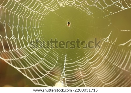 little spider in its nest on a yellowish green background