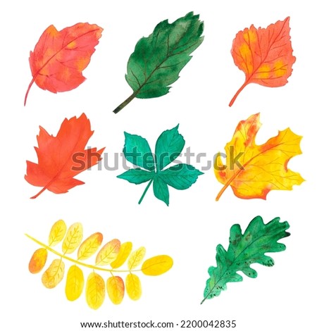 Hand drawn watercolor autumn leaves on white background. Scrapbook design, typography poster, label, banner