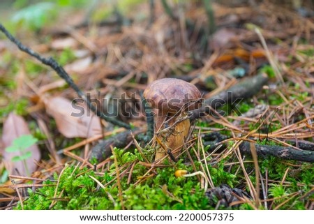 A wild mushroom bay bolete grows in the autumn forest. Ukraine 