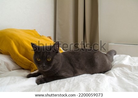 British cat. Photo of a gray british cat on a white bed with yellow pillows.