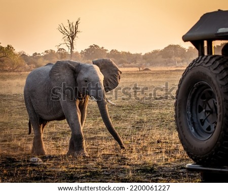 African elephant next to a safari jeep in the evening glow before sunset in the dry flood plains of the magical Okavango Delta in Botswana. Seen on a wilderness safari in July 2022.