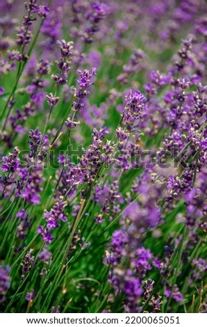 Violet background for postcards, with blooming lavender under the rays of the sun, summer picture