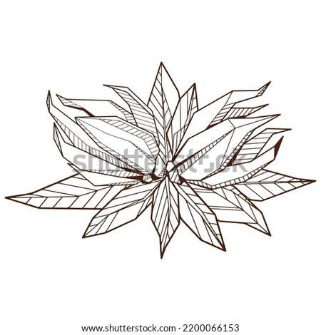 Outlined hand drawind geometrical blossoming flower, Ylang-Ilang line art