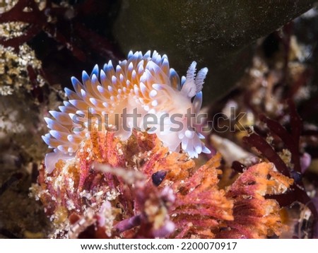 Side view of a Cape silvertip nudibranch (Janolus capensis) with translucent body covered with cerata with white tips