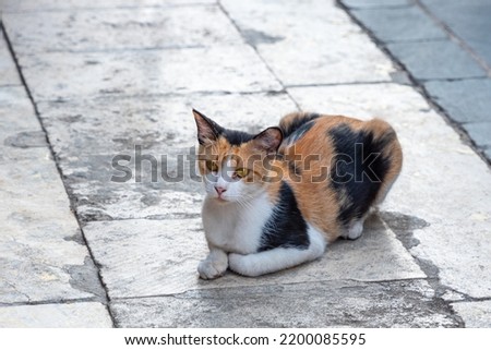 An inquiringly looking black-brown cat lies on the pavement