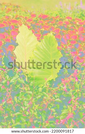 Beautiful leafy plants growing in the sunny summer meadow in a bright colorful faded background.