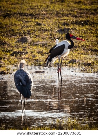 Saddle-billed stork standing in the flood plains of the magical Okavango Delta in Botswana. Seen on a wilderness safari in July 2022.