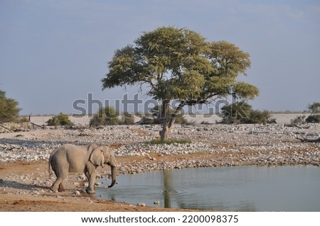 Pictures of elephants at a Waterhole 