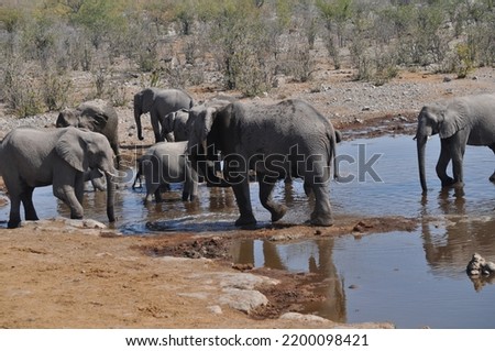 Pictures of elephants at a Waterhole 