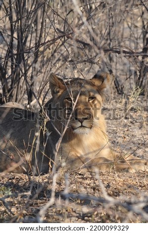 pictures of Lions in the ethosa park
