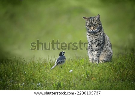 Small wagtail bird sitting in front of tabby cat in a green lawn, dangerous animal encounter or understanding among unequal enemies concept, copy space, selected focus Royalty-Free Stock Photo #2200105737