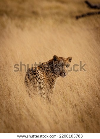 Leopard walking through savanna grass in the  magical Okavango Delta in Botswana. Seen on a wilderness safari in July 2022.