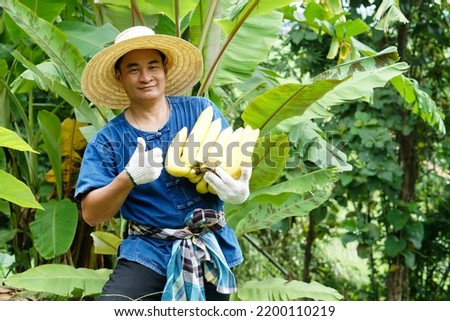 Asian man gardener wear hat, holds organic ripe yellow banana fruits in his garden.  Concept : Agriculture crop in Thailand. Thai farmers grow  bananas for sell as family business or share to neighbor Royalty-Free Stock Photo #2200110219