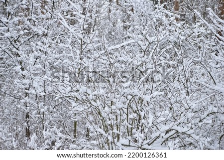 The picture shows a bush growing in the forest, the branches of which are covered with snow.