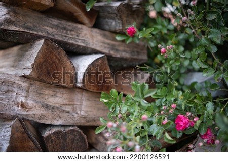 Felled firewood on the street in front of the house next to a flowering rose bush