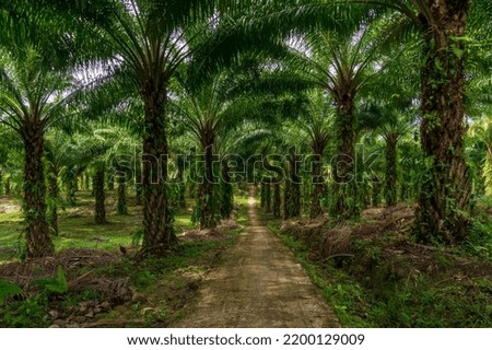 indonesian industrial area, indonesian palm oil plantation