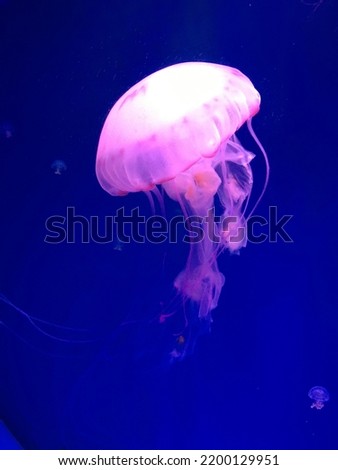 It is a kind of Jelly Fish. The picture was taken in Hangzhou Ocean Park.