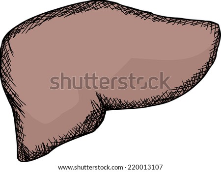 Cartoon human liver organ over isolated background